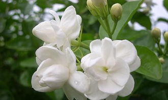 親子游 與孩子共赴超自然之境，探尋成長(zhǎng)與教育的新維度